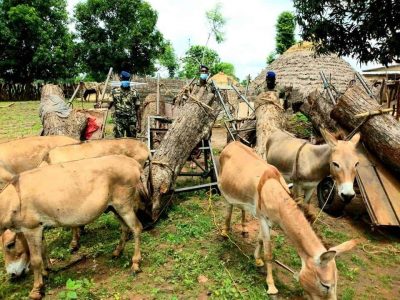 Trafic de bois de vène : Sept charrettes immobilisées à Ngory, les trafiquants en fuite