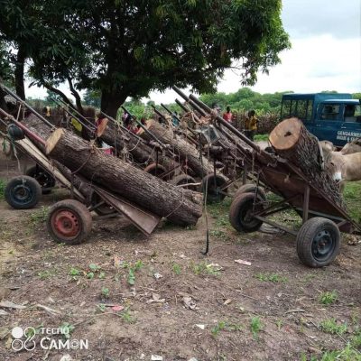 Trafic de bois de vène : Sept charrettes immobilisées à Ngory, les trafiquants en fuite