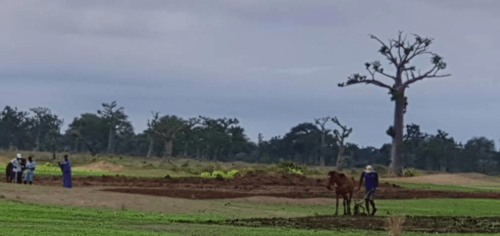 Arrêt sur images/Ndingler : Les paysans de retour sur leurs champs