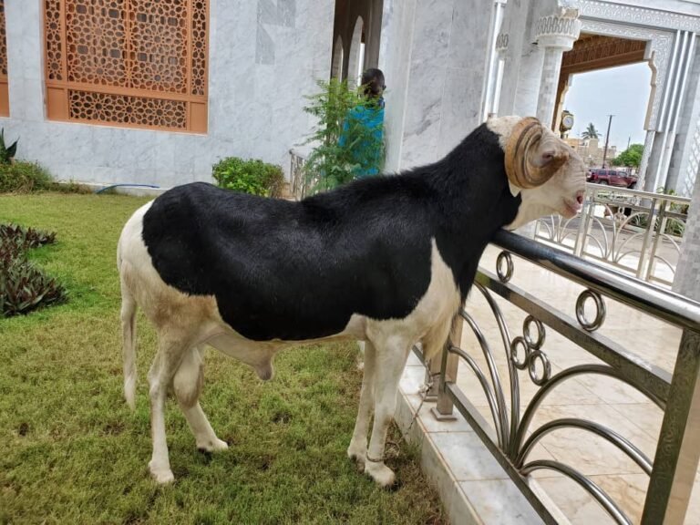 Photo: Me Wade offre un beau bélier à l’imam de Masalikul jinane