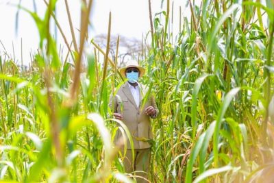 Tournée économique: Macky Sall visite le champ de mil de l’ASC Jamm Bugum