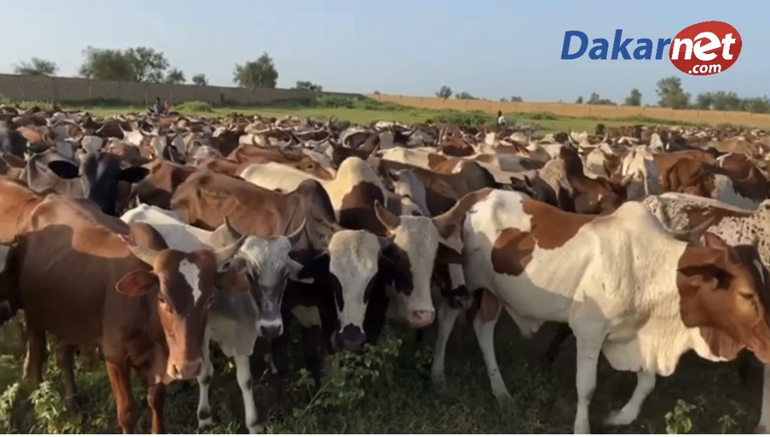 Vidéo : L’arrivée triomphale des 2600 bœufs de Serigne Saliou Thioune à Touba