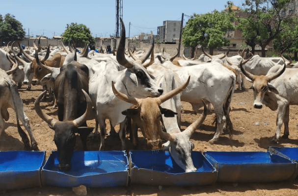Magal à Ngabou : Des centaines et des centaines de bœufs chez Sokhna Aïda