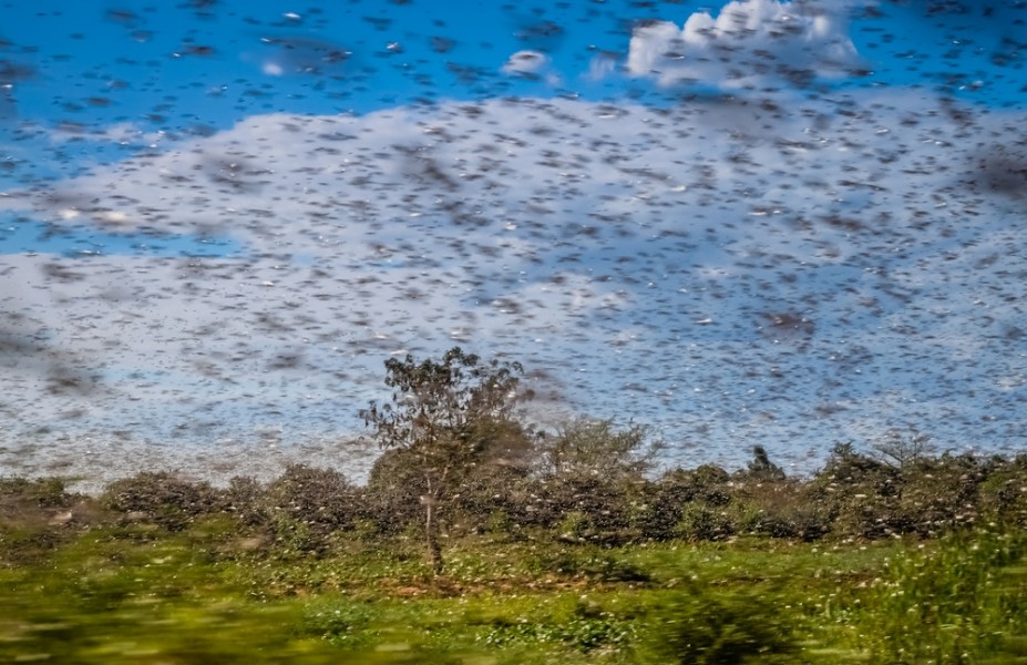 La canicule accable les sénégalais : Des insectes viennent s'ajouter au décor