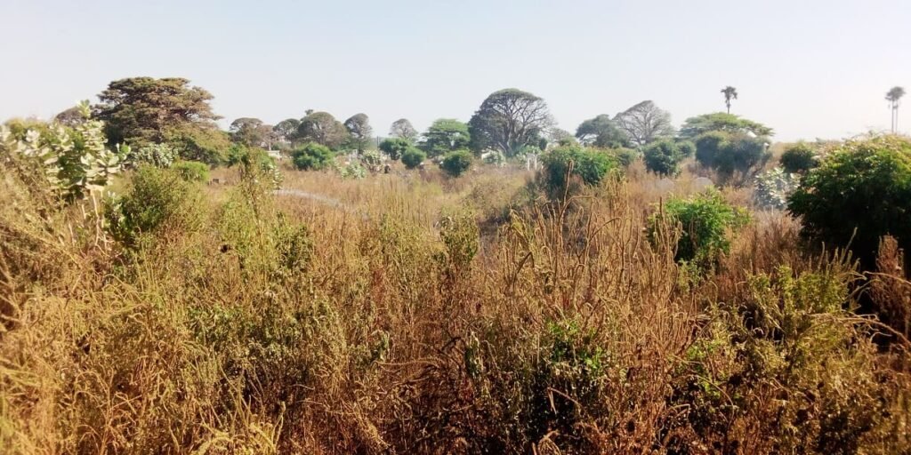 Urgent – Le cimetière de Soumbédioune prend feu ! Voici les images…(Photos 06)