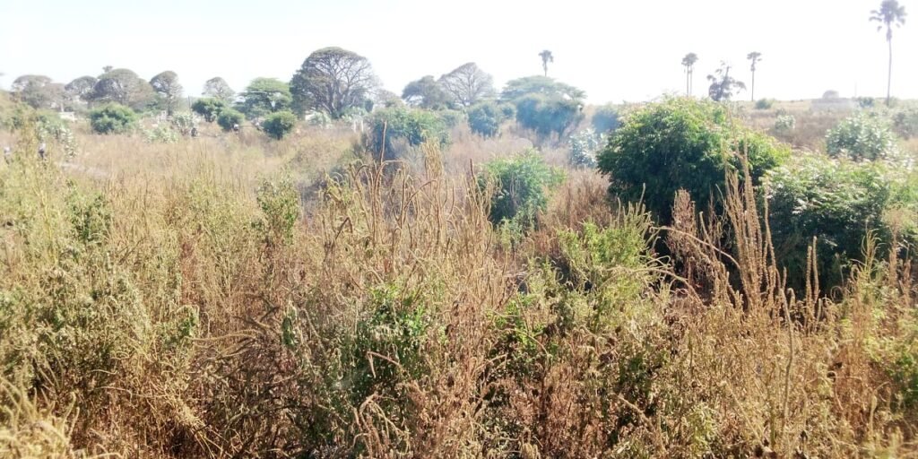 Urgent – Le cimetière de Soumbédioune prend feu ! Voici les images…(Photos 06)