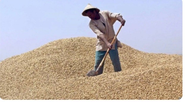 Campagne agricole : Le prix du kg d'arachide au producteur fixé à 250 F