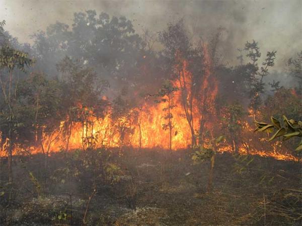 Kaffrine : les feux de brousse ravagent plus de 1500 ha