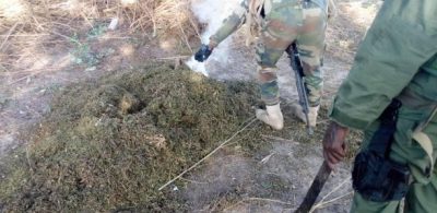 Oulampane (Ziguinchor) : L'Armée détruit deux champs de cannabis