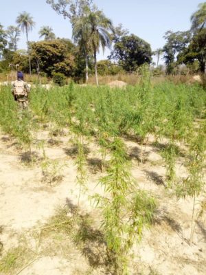 Oulampane (Ziguinchor) : L'Armée détruit deux champs de cannabis