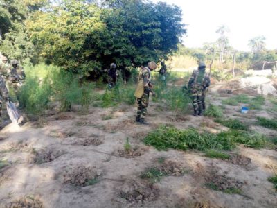 Oulampane (Ziguinchor) : L'Armée détruit deux champs de cannabis