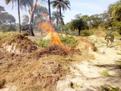 Oulampane (Ziguinchor) : L'Armée détruit deux champs de cannabis