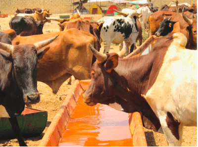 Photos - Célébration du 17 avril : Sokhna Aïda Diallo convoie des milliers de bœufs à Médinatu Salam