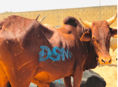 Photos - Célébration du 17 avril : Sokhna Aïda Diallo convoie des milliers de bœufs à Médinatu Salam