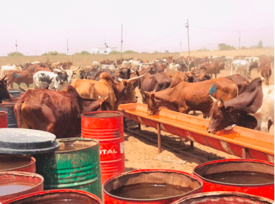 Photos - Célébration du 17 avril : Sokhna Aïda Diallo convoie des milliers de bœufs à Médinatu Salam