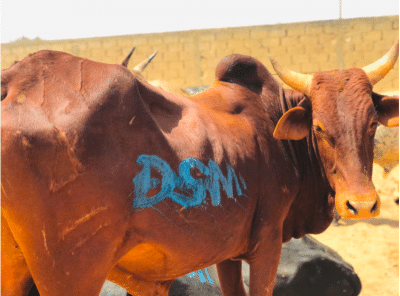 Photos - Célébration du 17 avril : Sokhna Aïda Diallo convoie des milliers de bœufs à Médinatu Salam