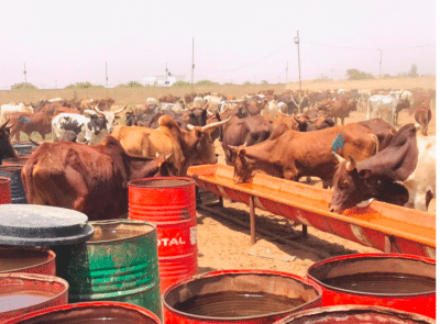 Photos - Célébration du 17 avril : Sokhna Aïda Diallo convoie des milliers de bœufs à Médinatu Salam