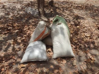 Ziguinchor : 06 champs de chanvre indien et 10 puits détruits par l’Armée