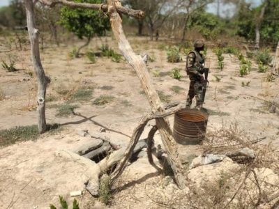 Ziguinchor : 06 champs de chanvre indien et 10 puits détruits par l’Armée