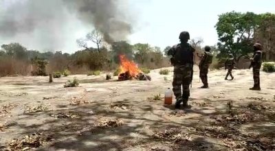 Ziguinchor : 06 champs de chanvre indien et 10 puits détruits par l’Armée
