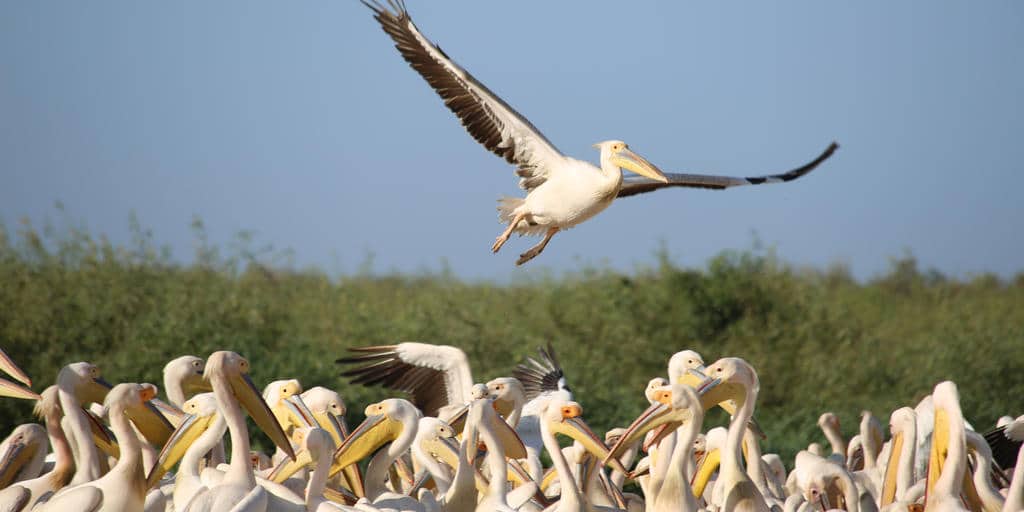 Sénégal: 250 espèces différentes d'oiseaux menacées par l'exploitation du gaz