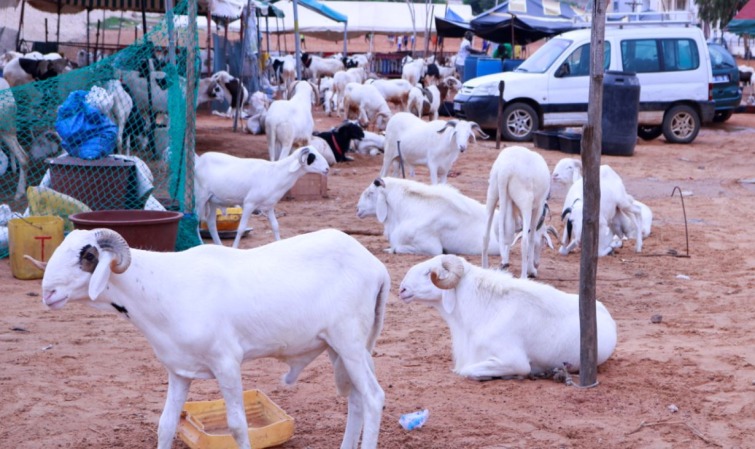 Tabaski 2021 : 35 points de vente de moutons aménagés dans la région de Dakar