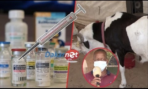 Vidéo-Message très important d’un vétérinaire: Comment consommé un mouton injecté...sans danger