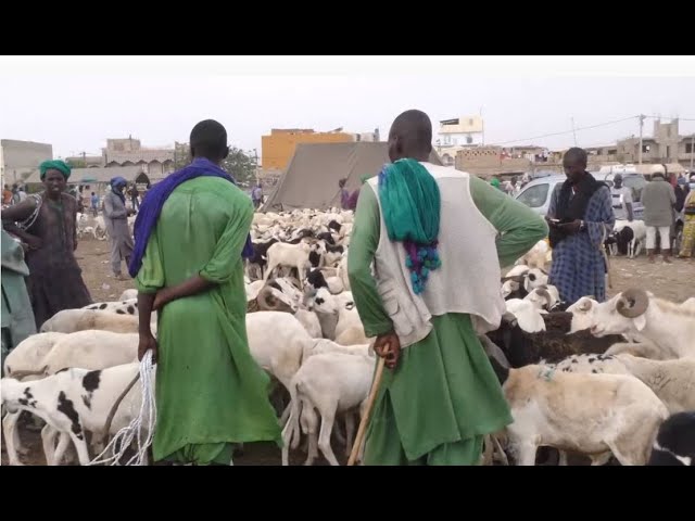 Vidéo - Les éleveurs dans le désarroi "Nous aurons, cette année encore, des invendus"