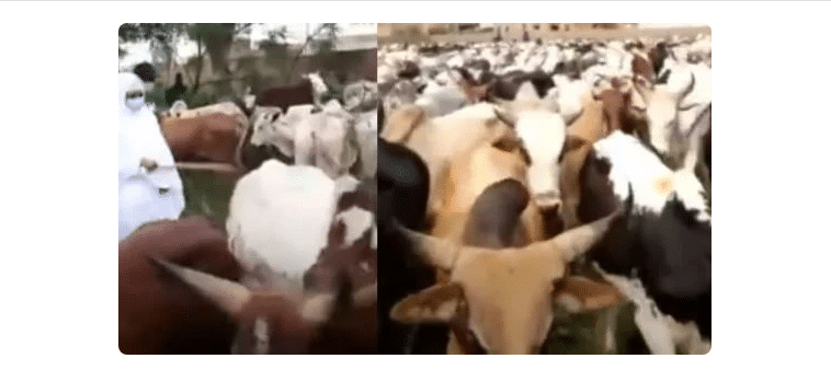 (Vidéo)- Magal 2021 : Sokhna Aida a convoyé, depuis le Mali, des milliers de bœufs.