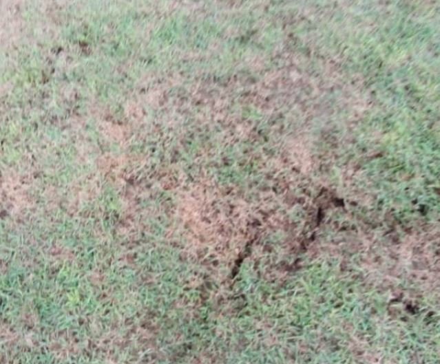 (Photos) Côte d’Ivoire – Cameroun : La pelouse du stade d’Ebimpé dans un état pitoyable !