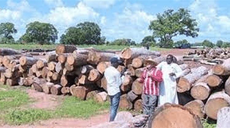 coup de bois en Casamance
