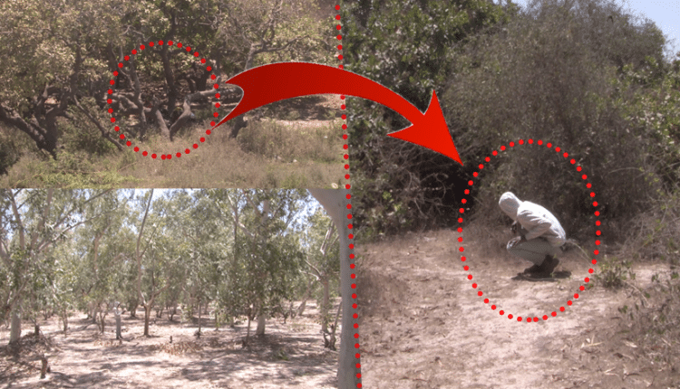 Sacrifices, agressions, viols : La forêt classée de Mbao, base arrière des délinquants