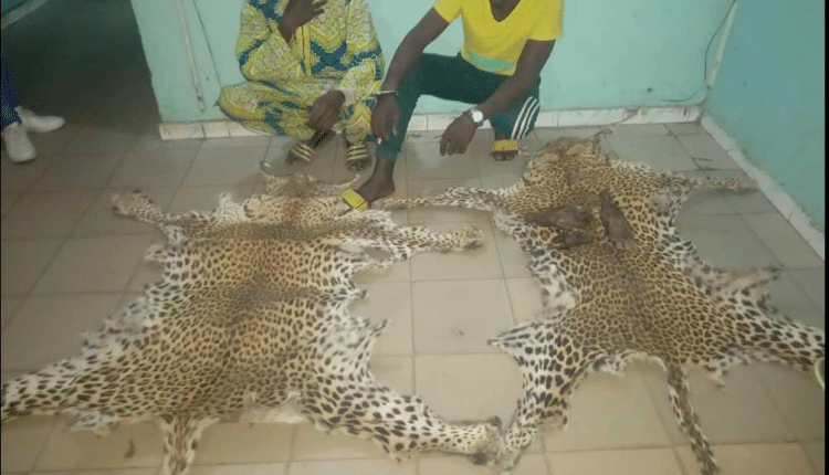 Criminalité faunique : 4 personnes arrêtées à Tamba, des peaux de léopard et trois pattes d’Oryctérope saisies