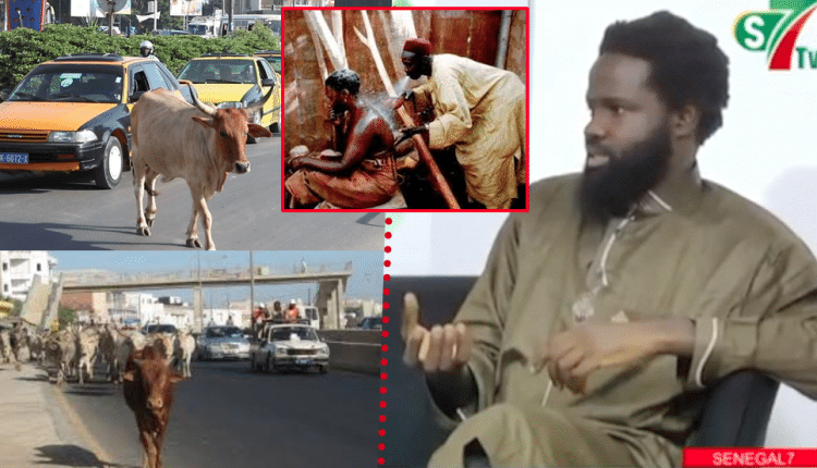 Serigne Mansour Sy Cissé sur Boeufs errant dans les rues de Dakar