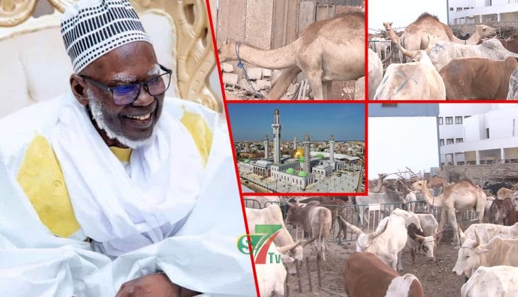 "Ganalé" de Serigne Mountakha à Dakar : Des centaines de boeufs, Chameaux, moutons pour les "Berndé"