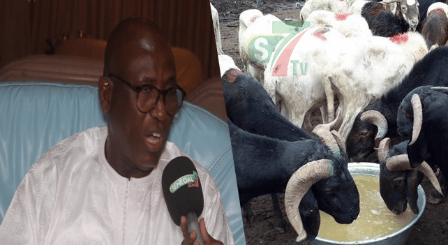 Cherté des moutons de Tabaski : Les vérités de Aly Saleh Diop (Ministre de l'élevage) aux sénégalais