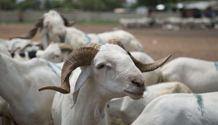 Dr Mamadou Gueye : "Les lacrymogènes peuvent être dramatiques pour les moutons"