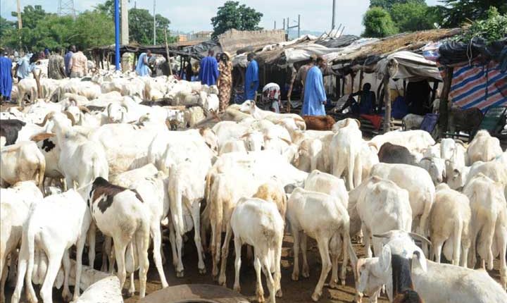 Le prix du mouton prend l'ascenseur au Mali et au Tchad