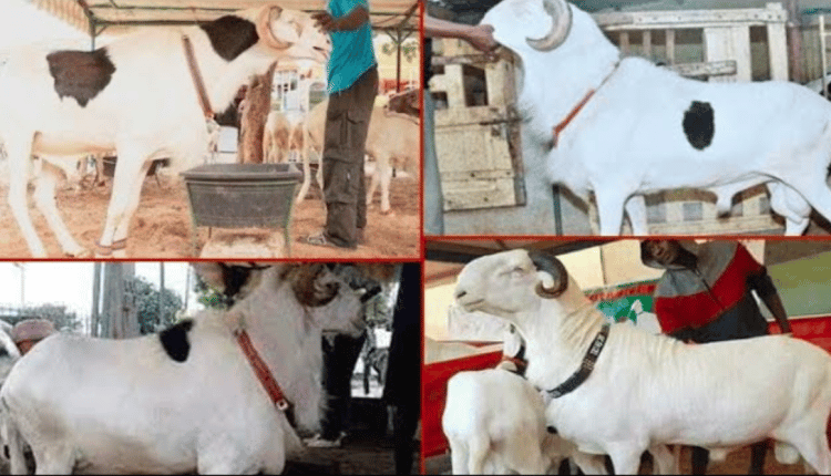 Les plus gros moutons de Dakar