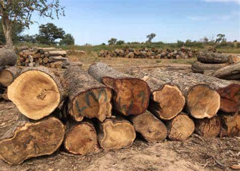 Kédougou : L'IREF saisit 356 troncs d'arbre