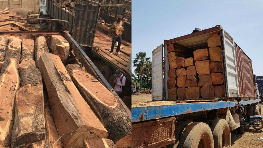 Vélingara : Plus de 40 planches de bois kapotier saisies
