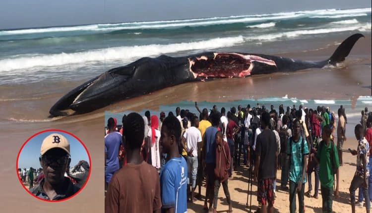 Vidéo-Yoff : Une baleine échoue à la plage, des populations consomment la chair
