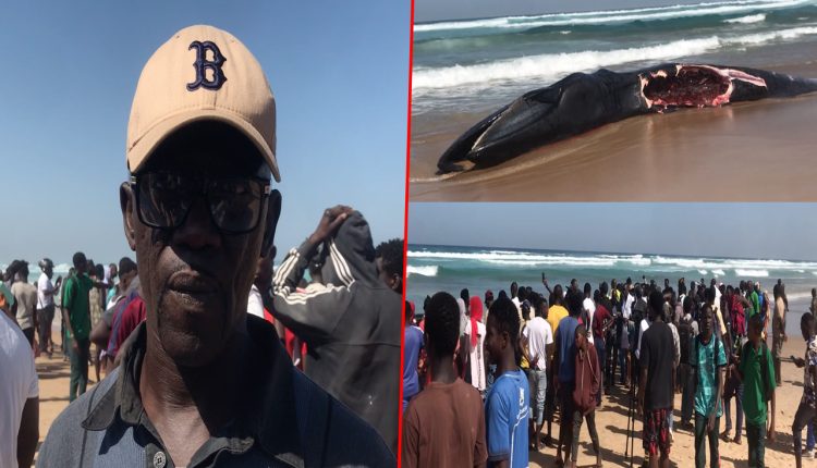 Vidéo-Viande de baleine consommée par certains sénégalais : Ce spécialiste alerte sur les dangers