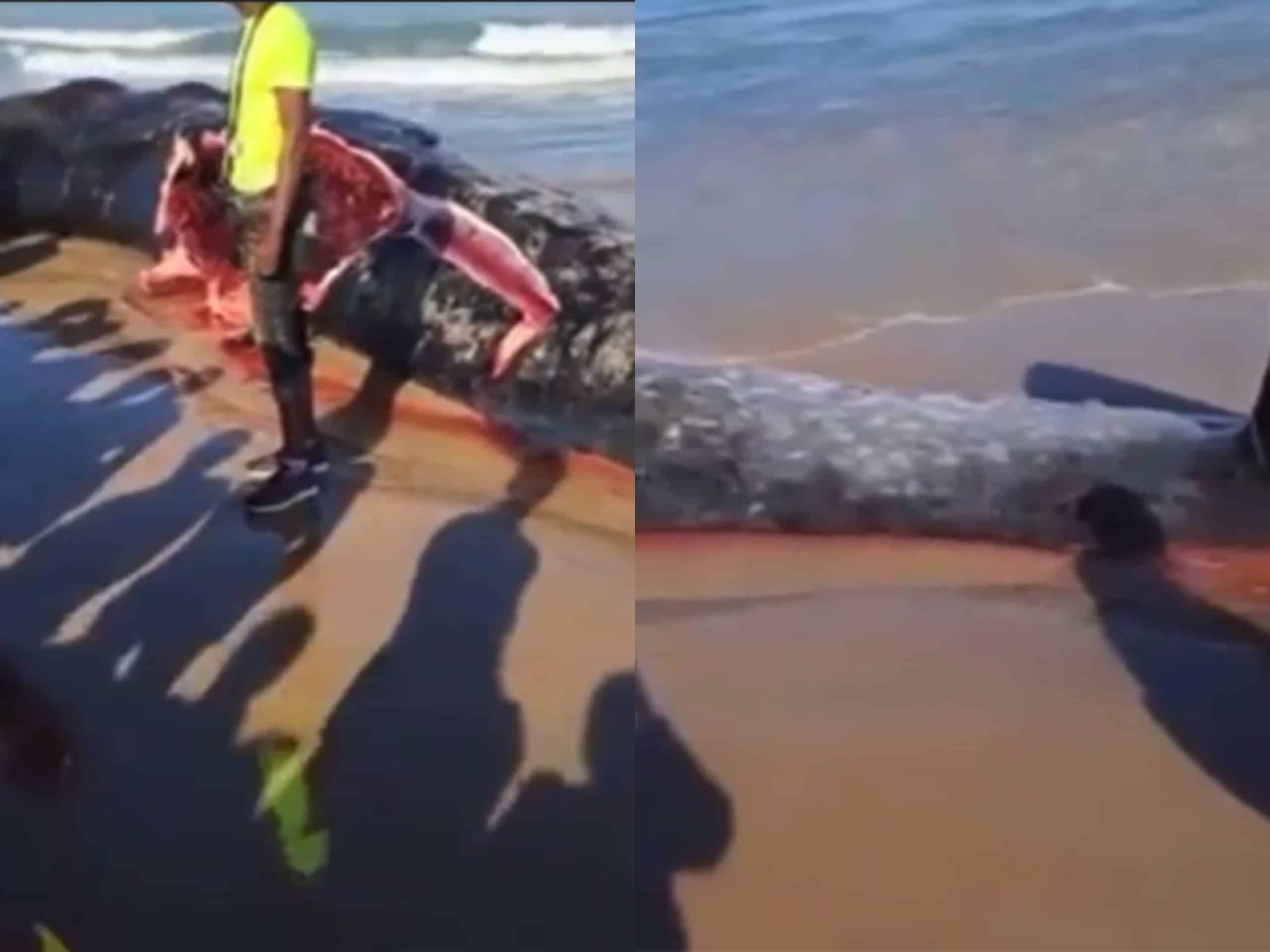 Camberene : Une baleine s'échoue sur la plage de Diamalaye (Vidéo)