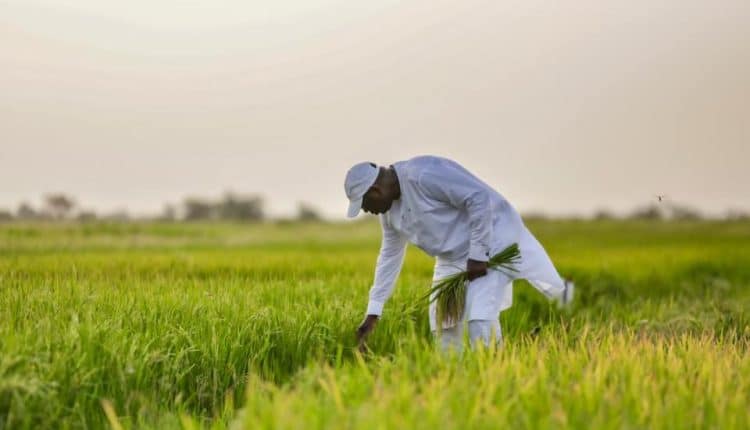 Macky Sall : "Le combat pour la souveraineté alimentaire reste un objectif de premier plan"