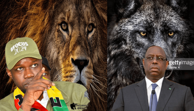 Macky Sall vs Ousmane Sonko : Le duel entre le Lion et le Renard !