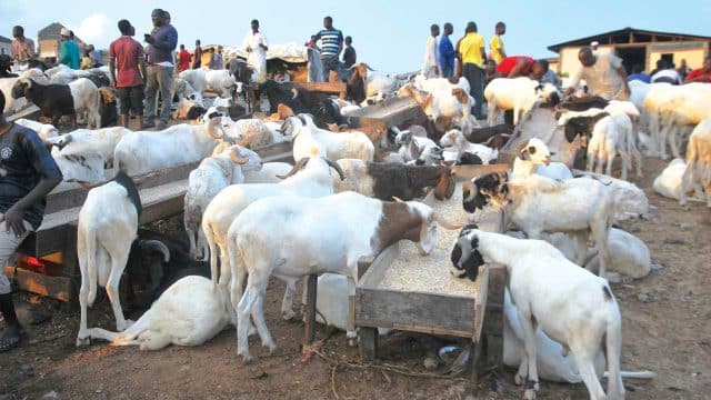 Tabaski 2023 : Le besoin en moutons estimé à 810.000 bêtes (Ministre)