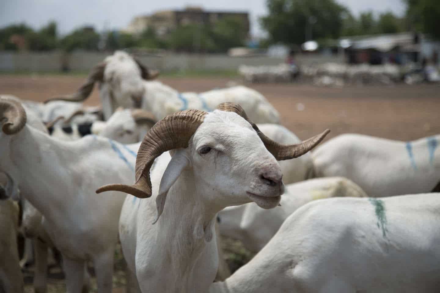 Tabaski : Le ministre Samba Ndiobène rassure sur l'approvisionnement en moutons !