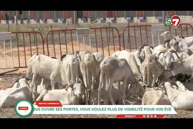 Vidéo-Préparatifs de la Tabaski : Forte affluence au marché d'intérêt national de Diamniadio