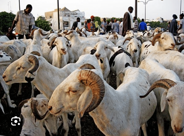 Tabaski : Plus de 35.000 moutons invendus sur l'ensemble du territoire national